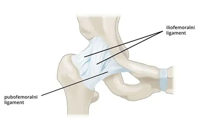 Anatomija kuka, ligamenti kuka