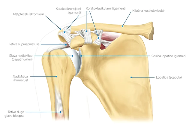 Građa ramena, kosti i ligamenti